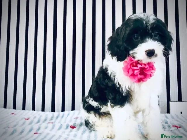 Cavapoo dogs Rare colour F1 Cavapoo puppy only one available - Advert 1