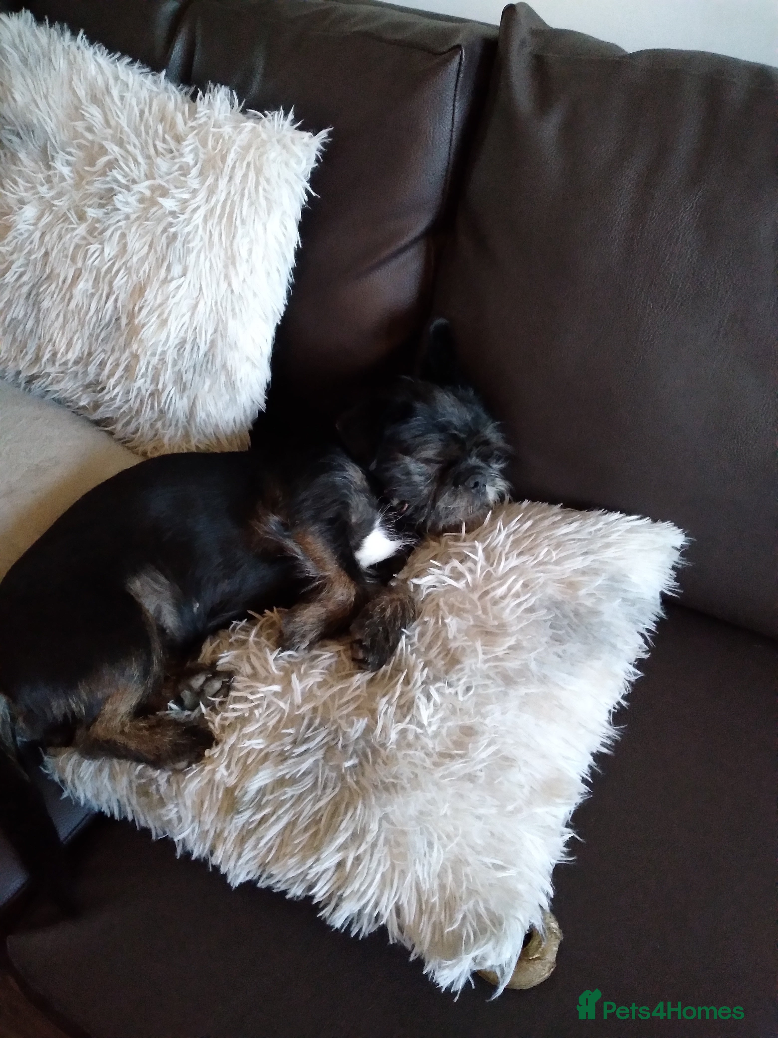 Mixed Breed dogs Pugapoo puppies  - Advert 8