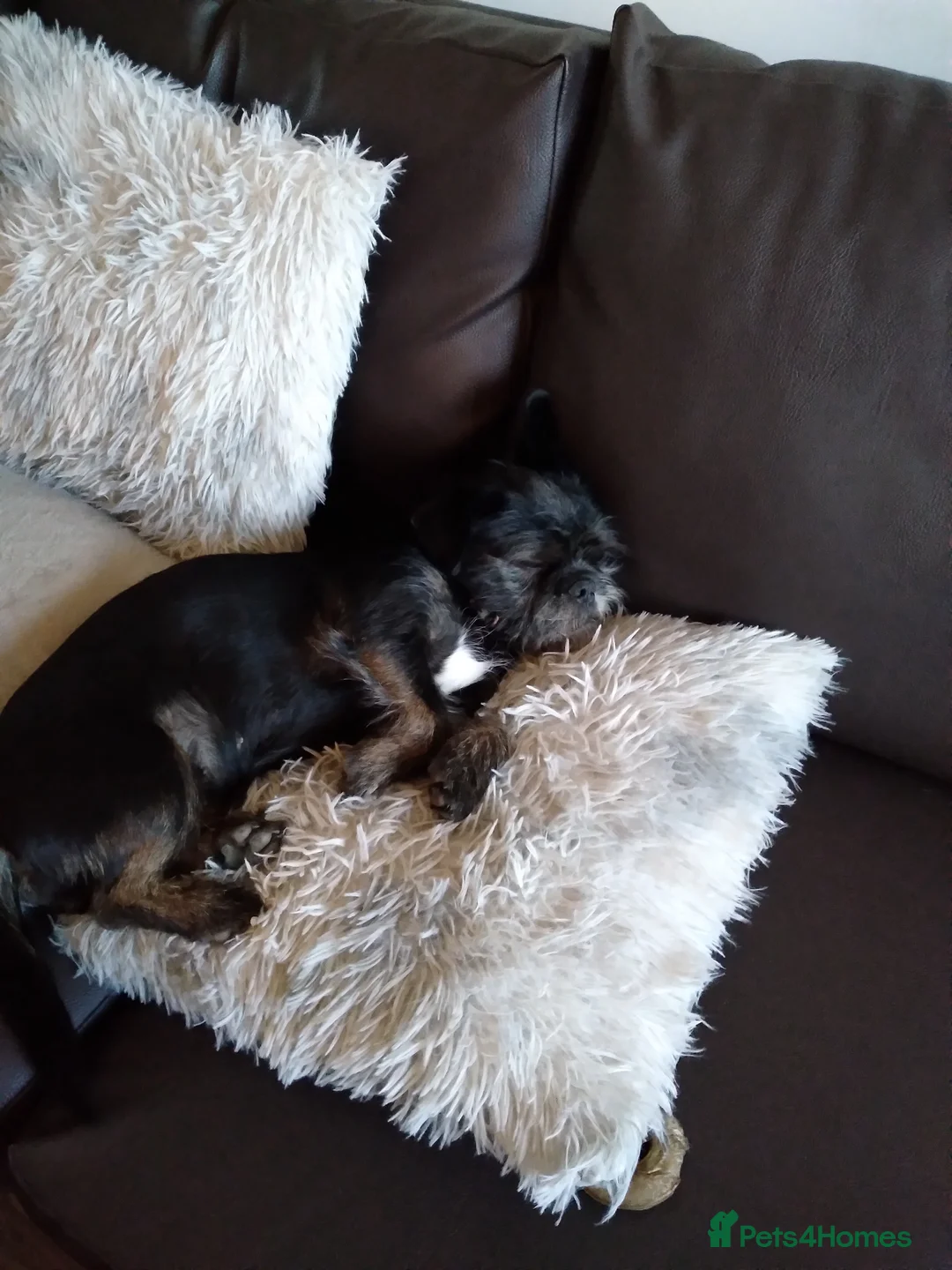 Mixed Breed dogs for sale: Pugapoo puppies  - Advert 1