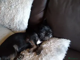 Mixed Breed dogs Pugapoo puppies - Advert 1