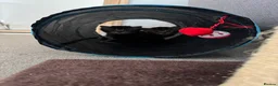 Mixed Breed cats for sale: 2 tabby kittens for sale in Addlestone - Advert 5