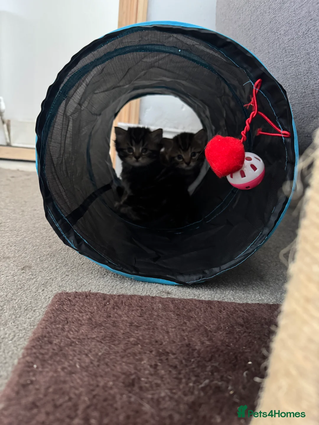 Mixed Breed cats for sale: 2 tabby kittens for sale in Addlestone - Advert 5