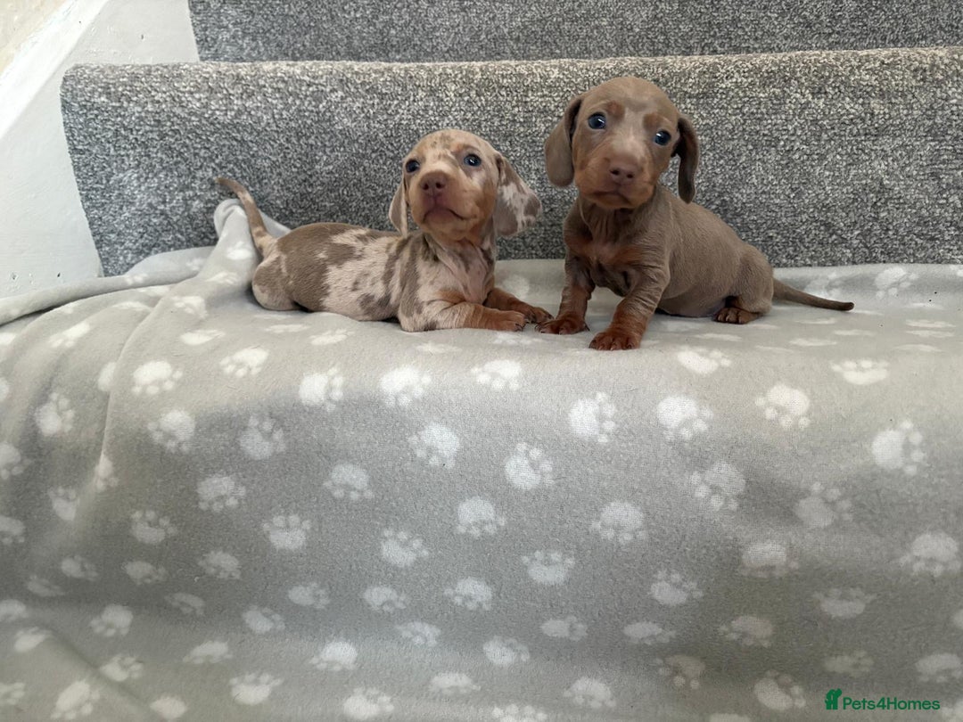 Dachshund dogs for sale: Dachshunds - Image 14