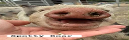 Pig livestock for sale: 🐷🍒Cherry’s delightful litter of Mini Pigs🍒🐷 - Advert 9