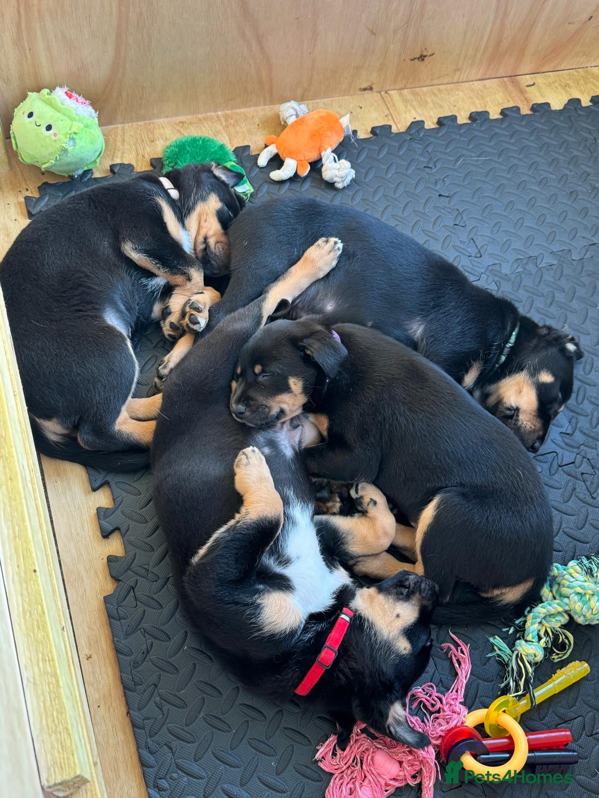 Mixed Breed dogs Australian Kelpie (75%) x Huntaway (25%) Puppies - Advert 2
