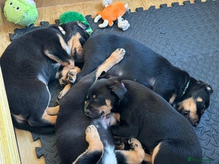 Mixed Breed dogs Australian Kelpie (75%) x Huntaway (25%) Puppies - Advert 2