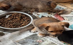 Jack Russell dogs for sale: Norwich terrier cross Jack Russell pups for sale - Image 4