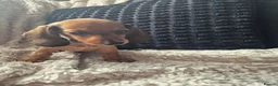 Dachshund dogs for sale: READY NOW- 2 boys 2 girls left Kc mini dachshund  - Advert 9