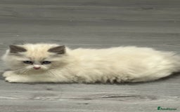Ragdoll cats for sale: Stunning Ragdoll Boy - Image 11