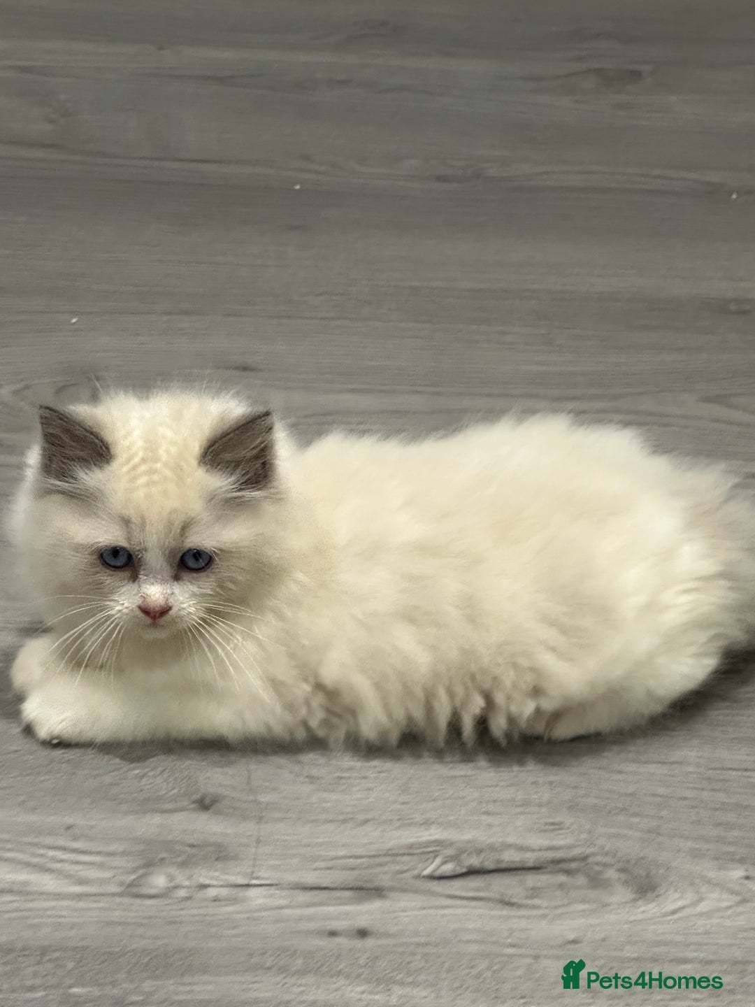 Ragdoll cats for sale: Stunning Ragdoll Boy - Image 11