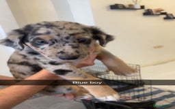 Mixed Breed dogs for sale: Mixed breed puppies READY TO GO! - Image 1