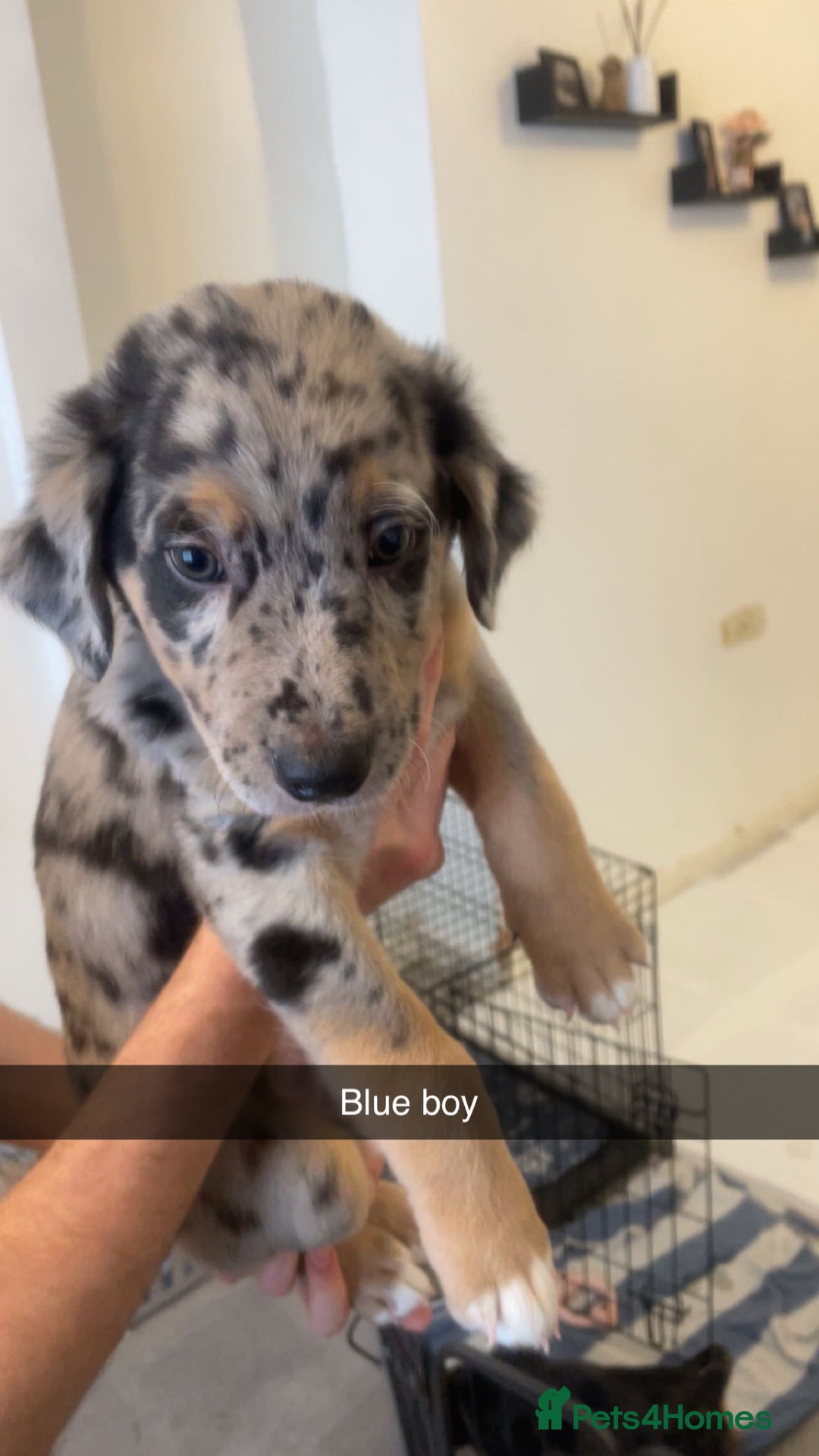 Mixed Breed dogs for sale: Mixed breed puppies READY TO GO! - Image 1
