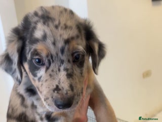 Mixed Breed dogs - Advert 26