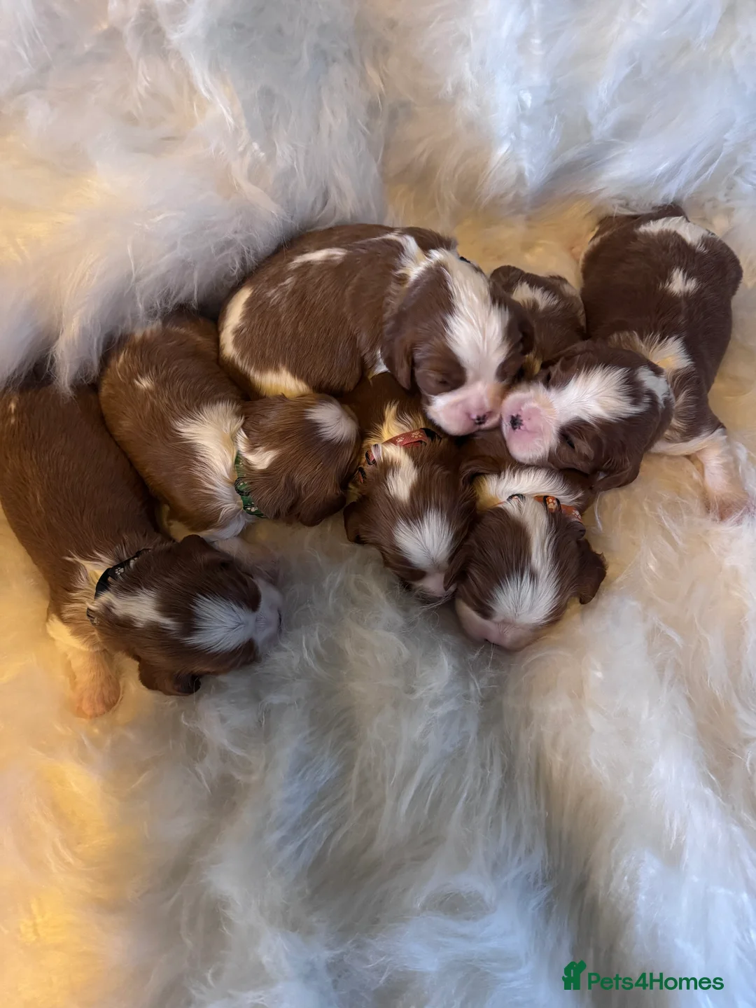 Cavalier King Charles Spaniel dogs for sale: Cavalier King Charles KC reg DNA 5* home breed - Advert 14