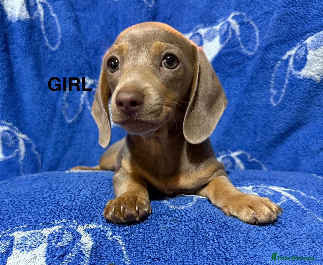 Dachshund dogs for sale: Dachshunds  - Image 4