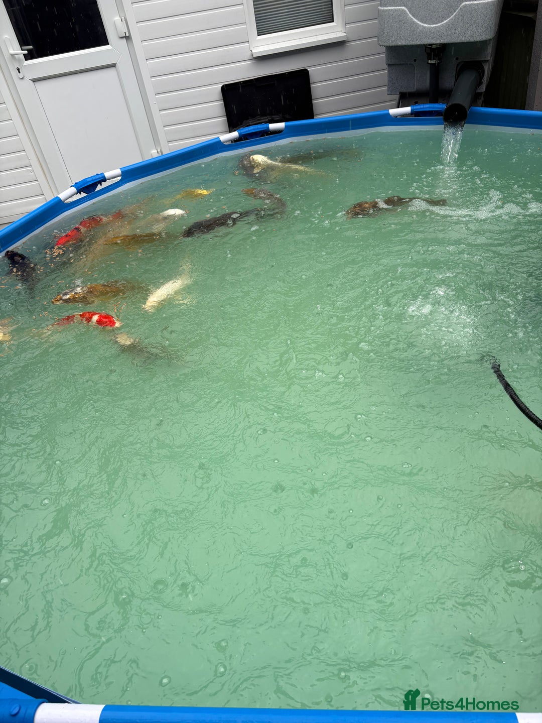 Koi Carp fish for sale: Japanese koi carp - Image 1