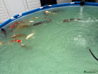 Koi Carp fish - Advert 34