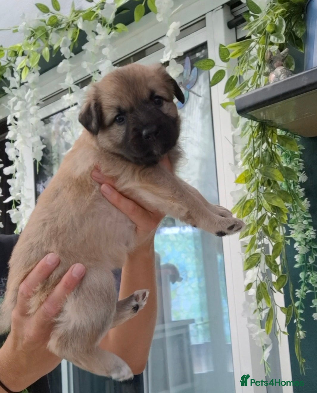 Sheprador dogs K.C registered German Shepherd × Labrodore pups  - Advert 16