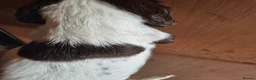 English Springer Spaniel dogs for sale: ​Working Springer Spaniel Bitches – Ready Soon!  - Advert 9