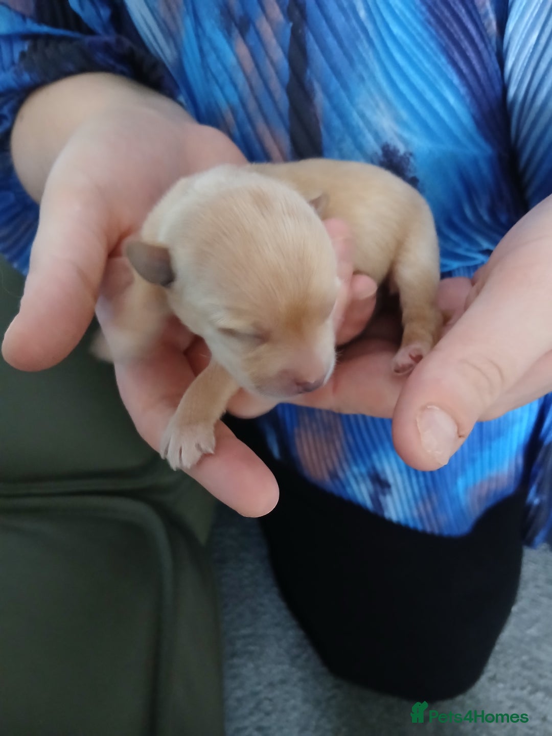 Chorkie dogs for sale:  Beautiful Chorkie pups for sale  - Image 2