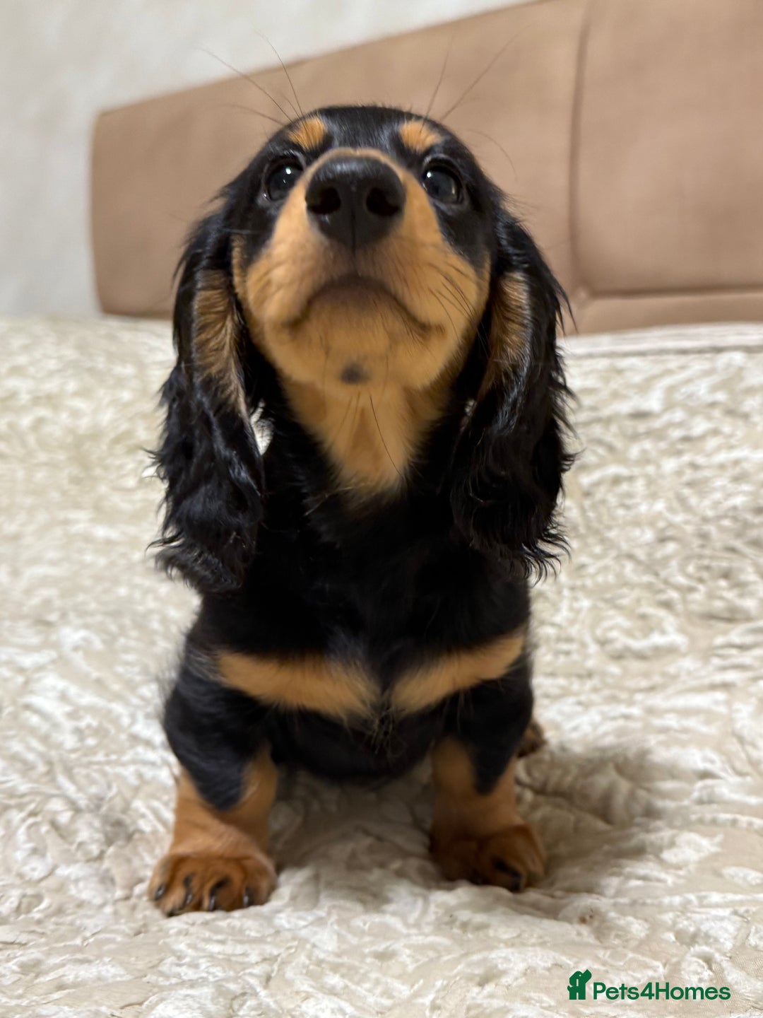 Miniature Dachshund dogs for sale: KC reg Long-Hair Black & Tan Miniature Dachhund - Advert 7
