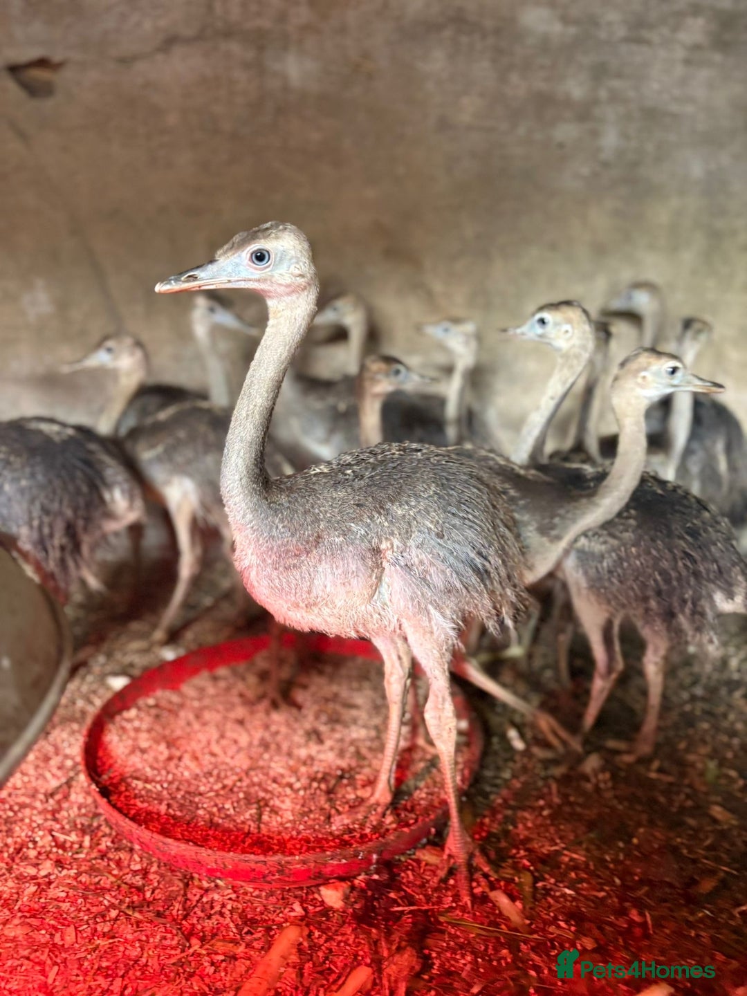 Mixed Breed birds for sale: SALE Large Rhea bird beautiful friendly  in Norwich - Image 1