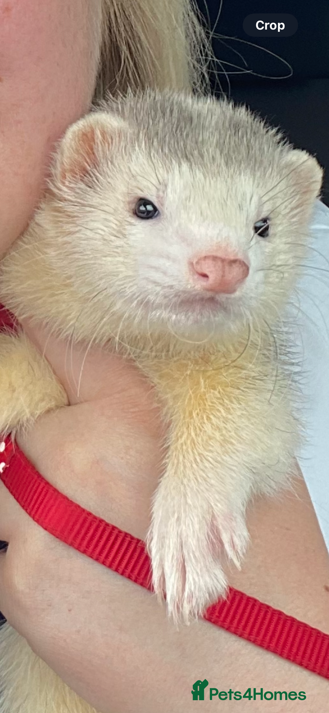 Ferret rodents for sale: Black eyed white ferrets  - Image 12