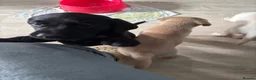 Labrador Retriever dogs for sale: Kc registered labrador puppies - Advert 5