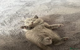 British Shorthair cats for sale: British shorthairs x7 | around oxford  - Image 10