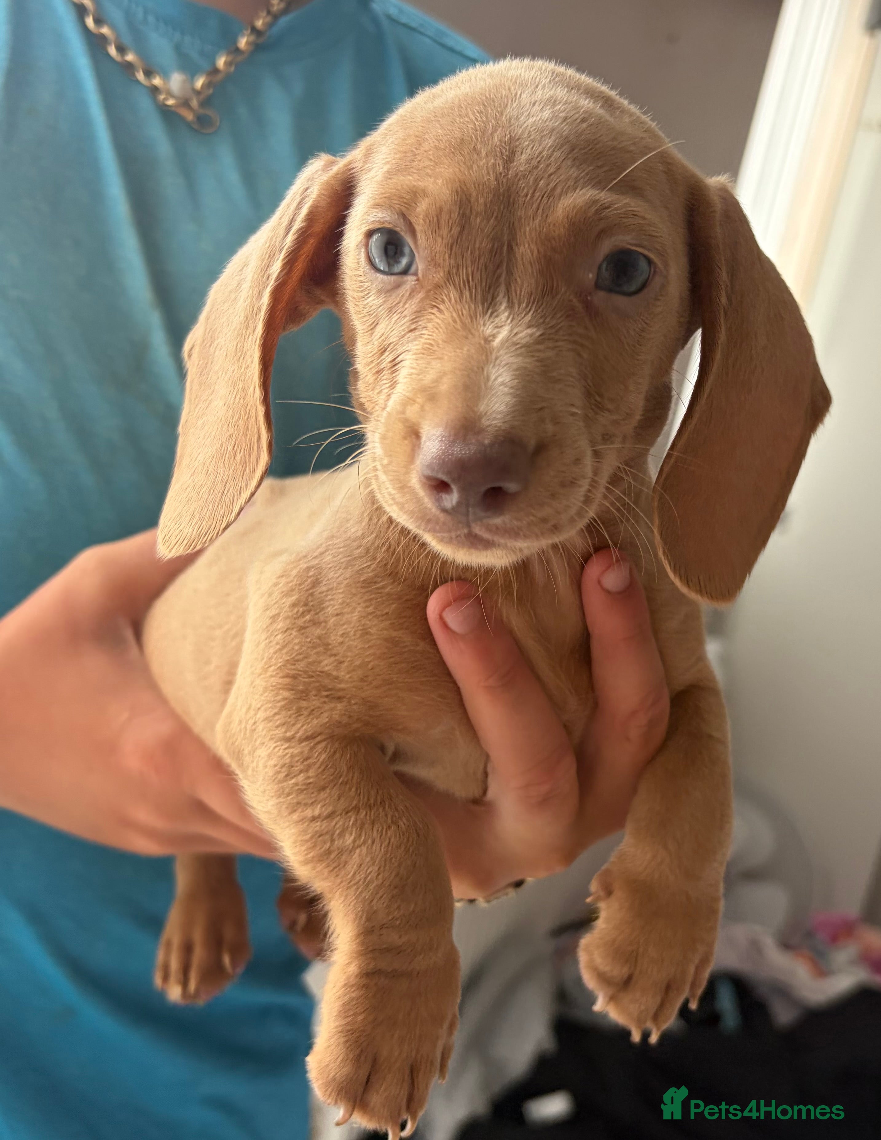 Dachshund dogs Beautiful dashound puppy’s  - Advert 2