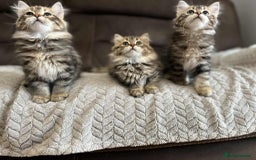 Siberian cats for sale: Purebred- Hypoallergenic Siberian Kittens - Image 5