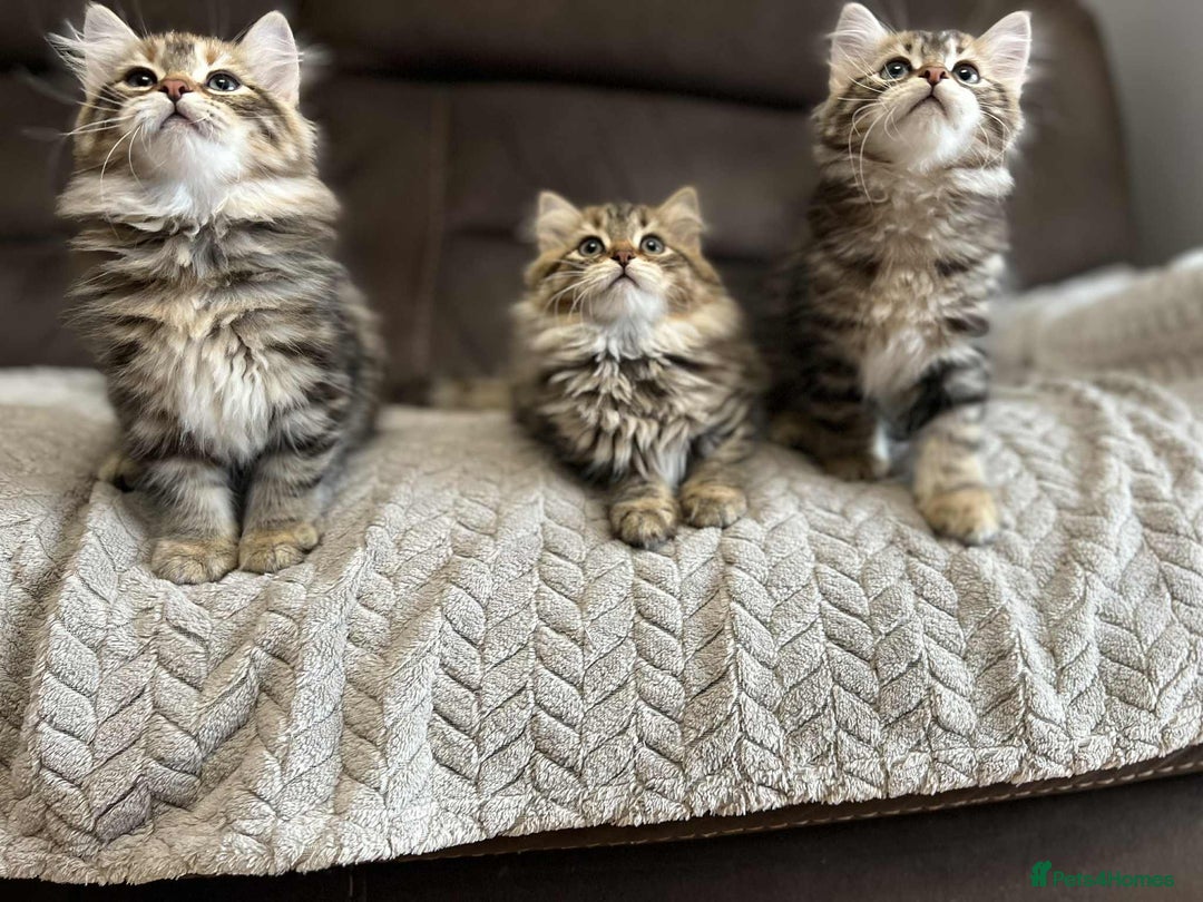 Siberian cats for sale: Purebred- Hypoallergenic Siberian Kittens - Image 5
