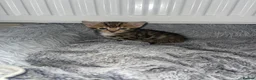 Mixed Breed cats for sale: Half bengal kittens - Advert 2