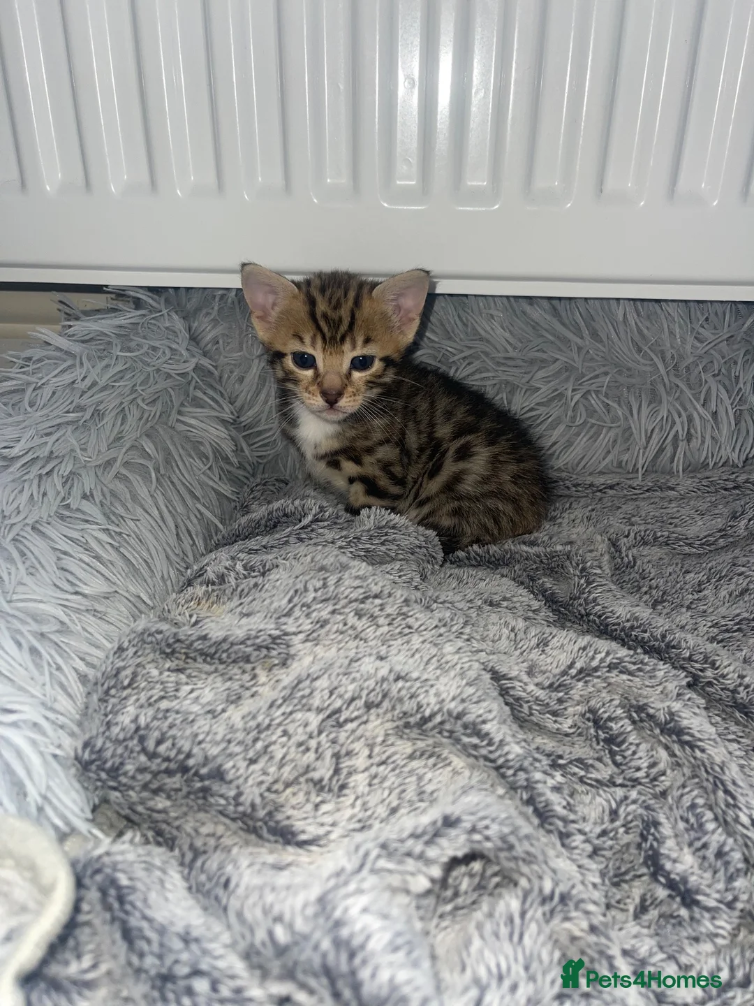 Mixed Breed cats for sale: Half bengal kittens - Advert 2