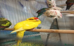 Parrots birds for sale: Available BIRDS/PARAKEETS/PARROTS  - Image 22