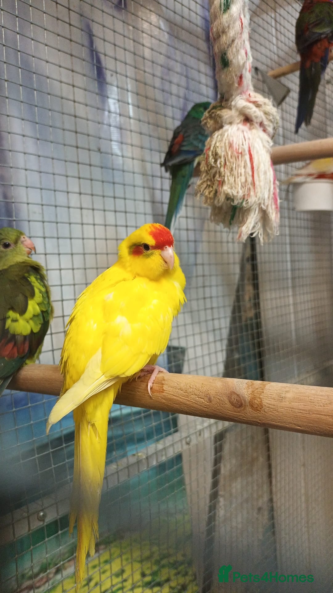 Parrots birds for sale: Available BIRDS/PARAKEETS/PARROTS  - Image 22