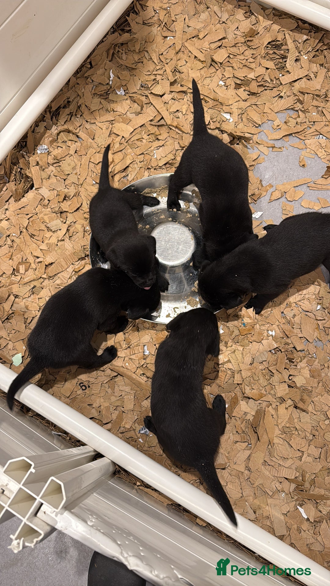 Labrador Retriever dogs for sale: 🐾 Beautiful Black Labrador Pups Ready 9 Jan 26 🐾 - Advert 3