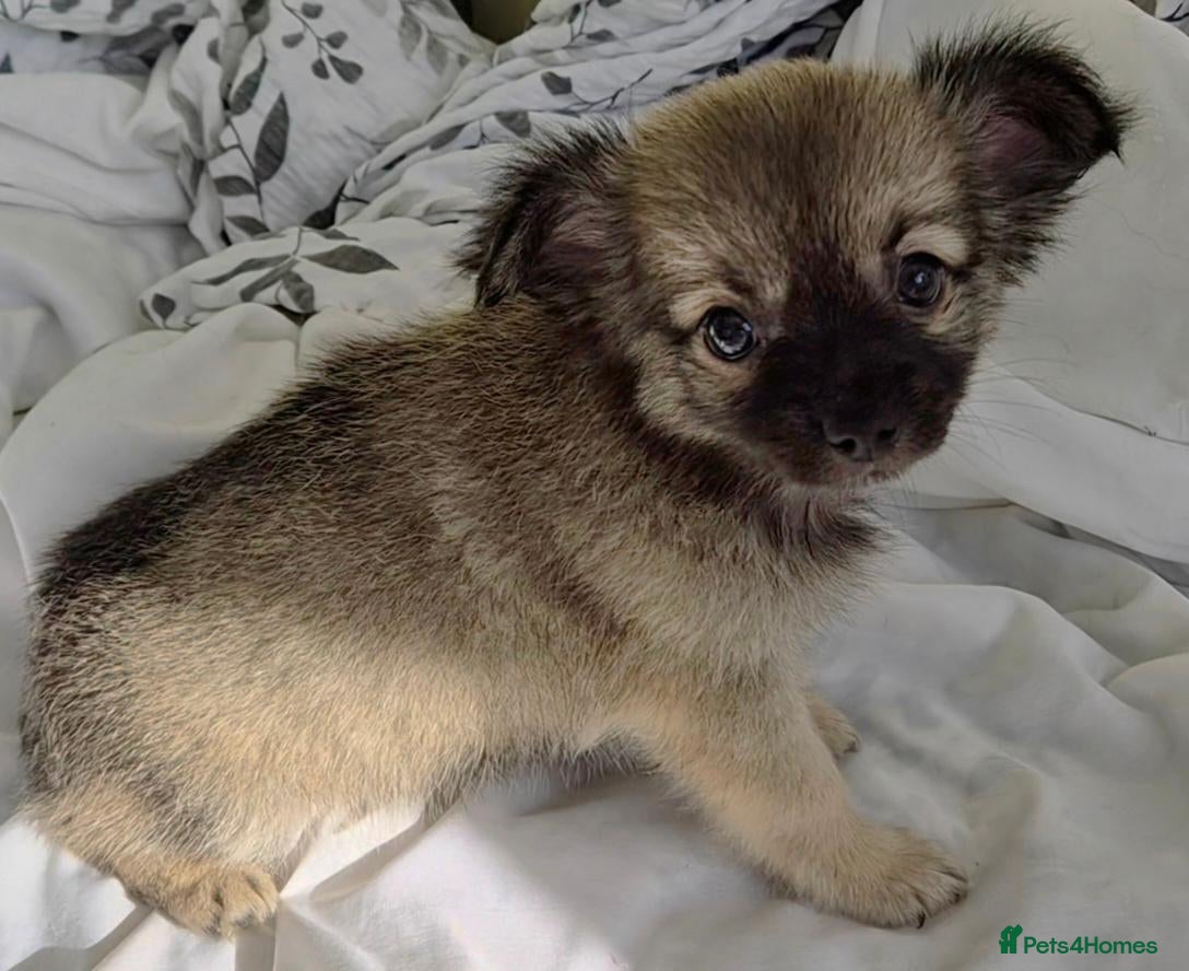 Chihuahua dogs Ready to leave Now long Coat Chihuahua male pup - Advert 5