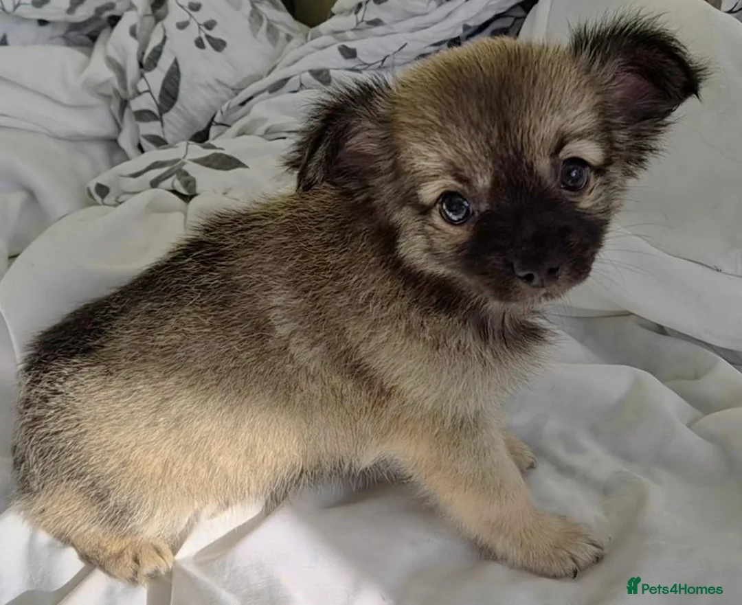 Chihuahua dogs for sale: Ready to leave Now long Coat Chihuahua male pup - Advert 1