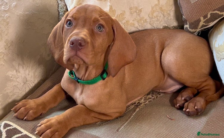 Hungarian Vizsla dogs - Advert 1