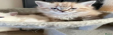 Ragdoll 1