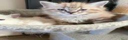 Ragdoll cats for sale: Ragdoll kittens  in Blackburn - Advert 12