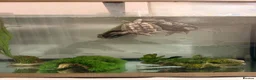 Turtle reptiles for sale: 2x map turtles looking for a new home in Newport - Advert 4