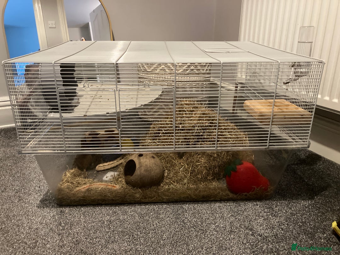 Gerbil rodents for sale: 2 female gerbils by blood sisters  - Advert 19