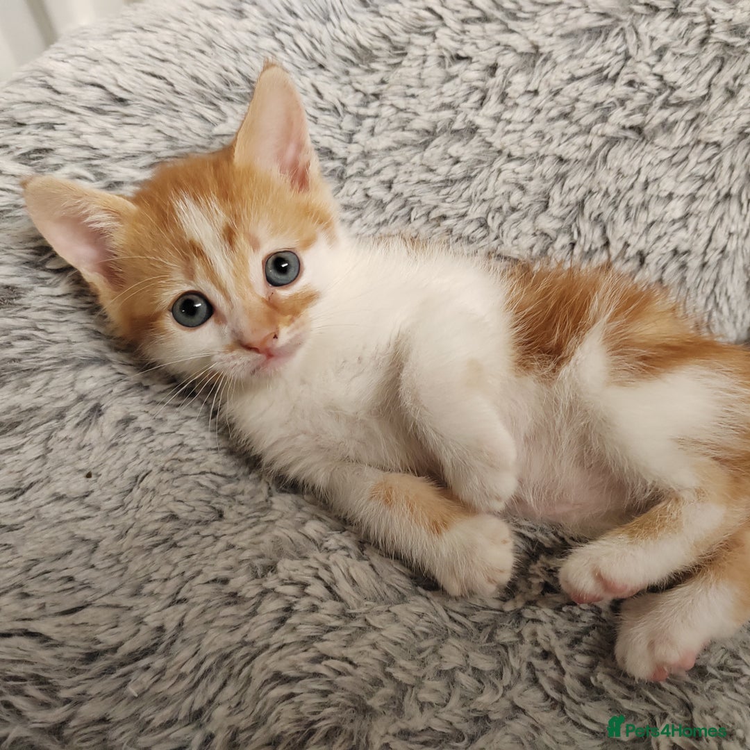 Mixed Breed cats for sale: Lovely kittens  - Advert 15