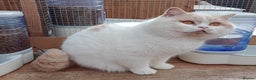 British Shorthair cats for stud: British Shorthair Cream/White 💙 Lilac/Blue Spot in Manchester - Advert 6