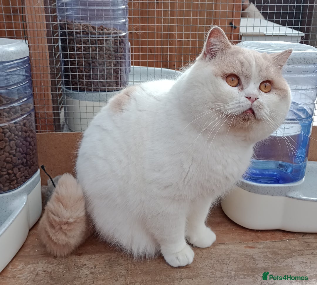 British Shorthair cats for stud: British Shorthair Cream/White 💙 Lilac/Blue Spot in Manchester - Advert 6