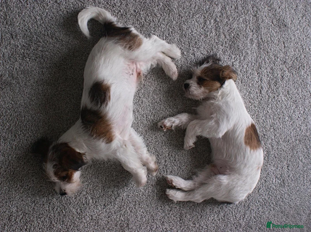 Mixed Breed dogs for sale: Jack Russell x Shih Tzu  - Advert 11