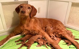 Hungarian Vizsla dogs for sale: Exceptional HWV Pups from Champion Working Lines - Image 4