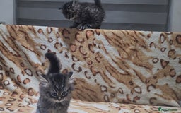 Mixed Breed cats for sale: Two Perdoll Female Kittens Looking for a Home - Image 23